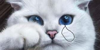 Bir kaç kediyi öldürdüm!