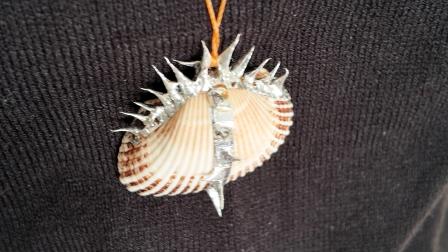 gumus-dikenli-deniz-kabugu